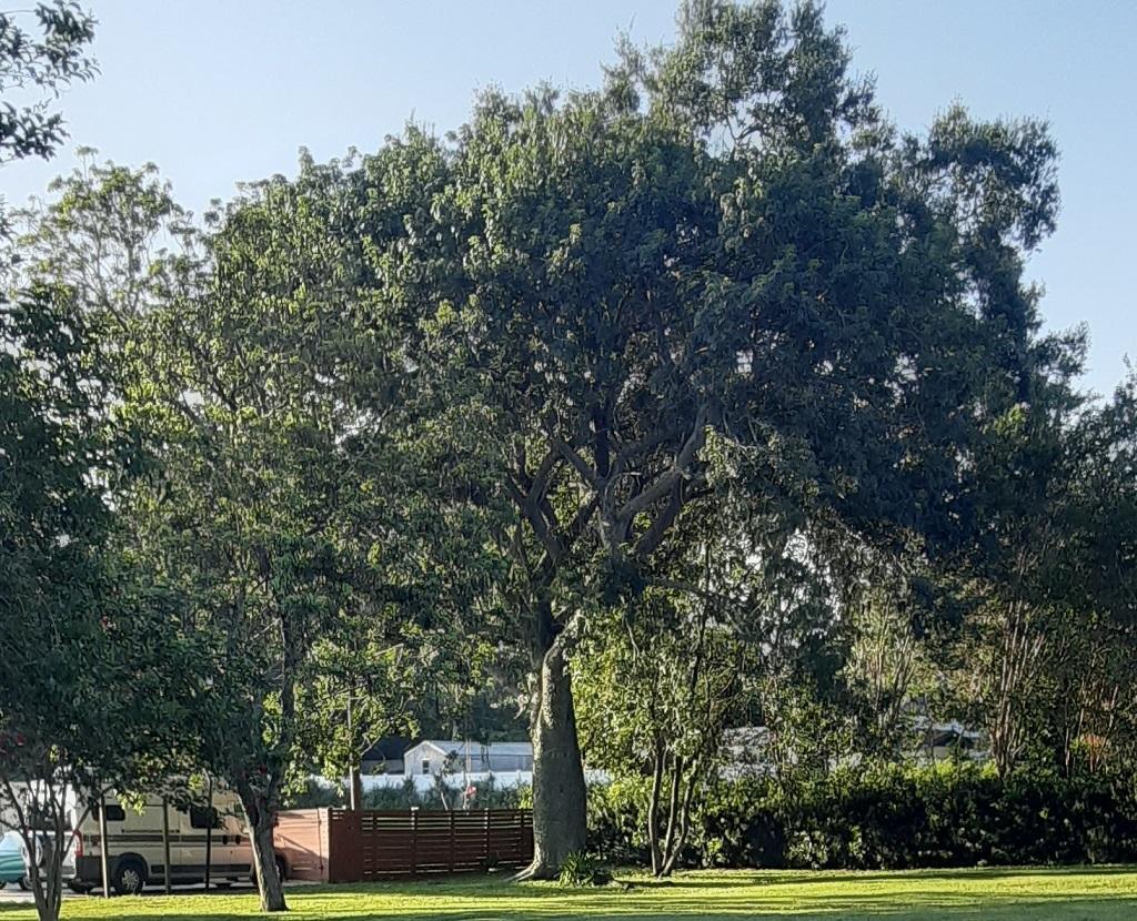 Floss Silk Trees at EPCOT and some others - TROPICAL LOOKING PLANTS