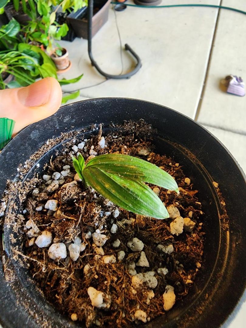 Calyptrocalyx polyphyllus. DISCUSSING PALM TREES WORLDWIDE PalmTalk