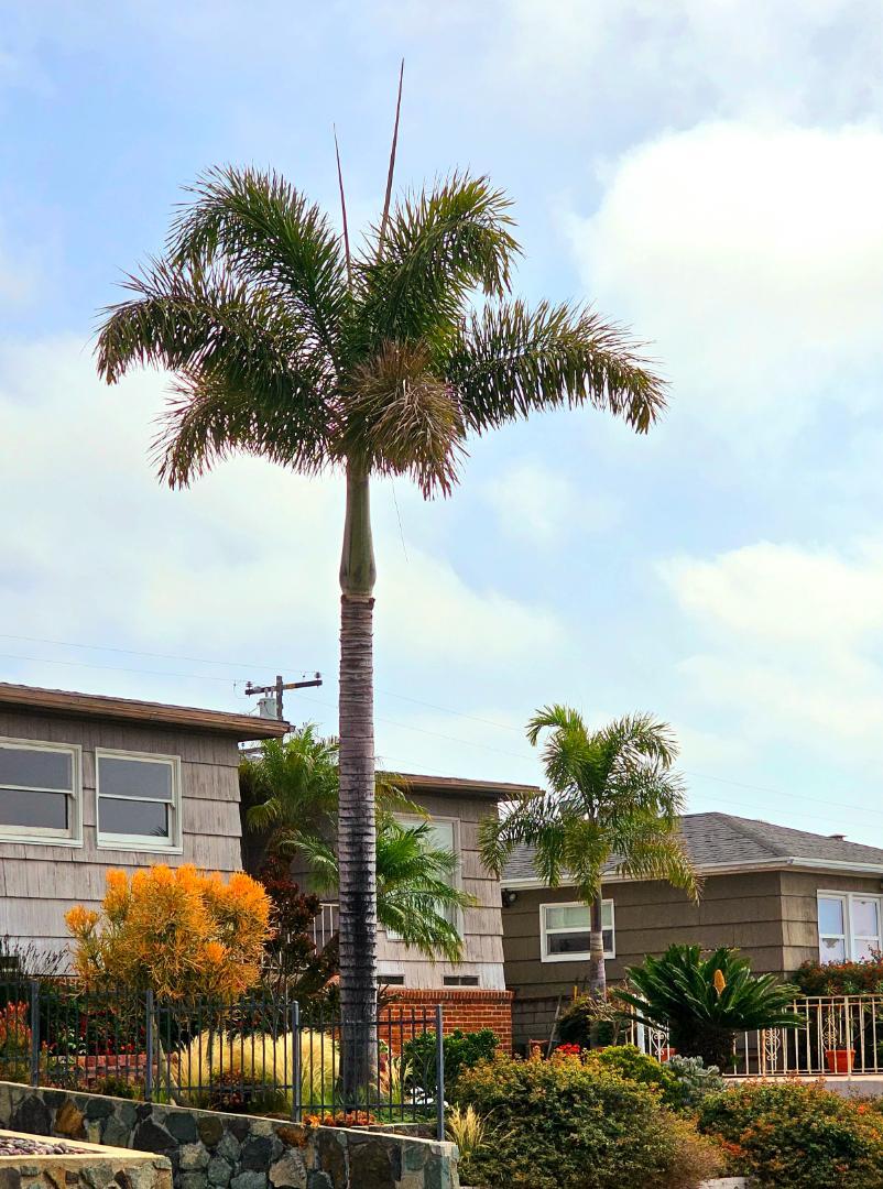 Foxtail frond not opening… DISCUSSING PALM TREES WORLDWIDE PalmTalk