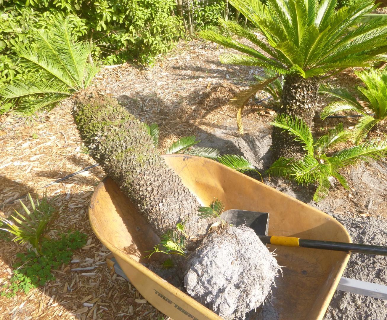 Transplant A Sago Palm