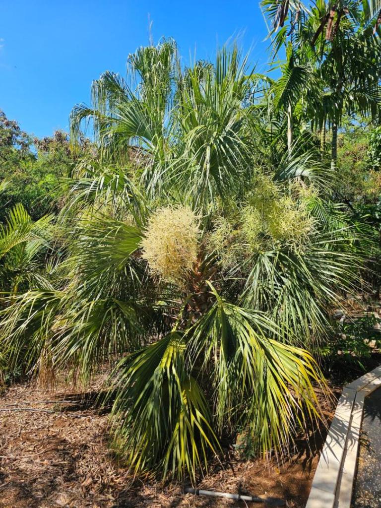 Sabal rosei-20230714_095415.jpg