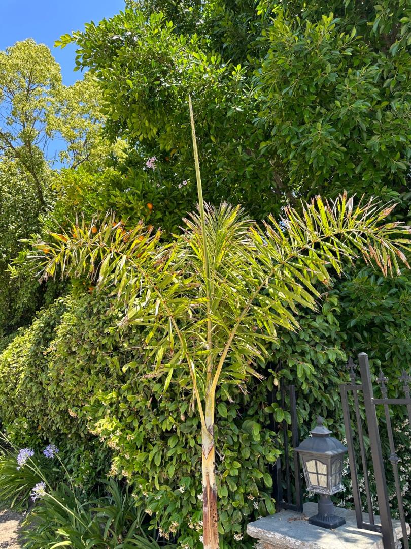 Foxtail frond not opening… DISCUSSING PALM TREES WORLDWIDE PalmTalk