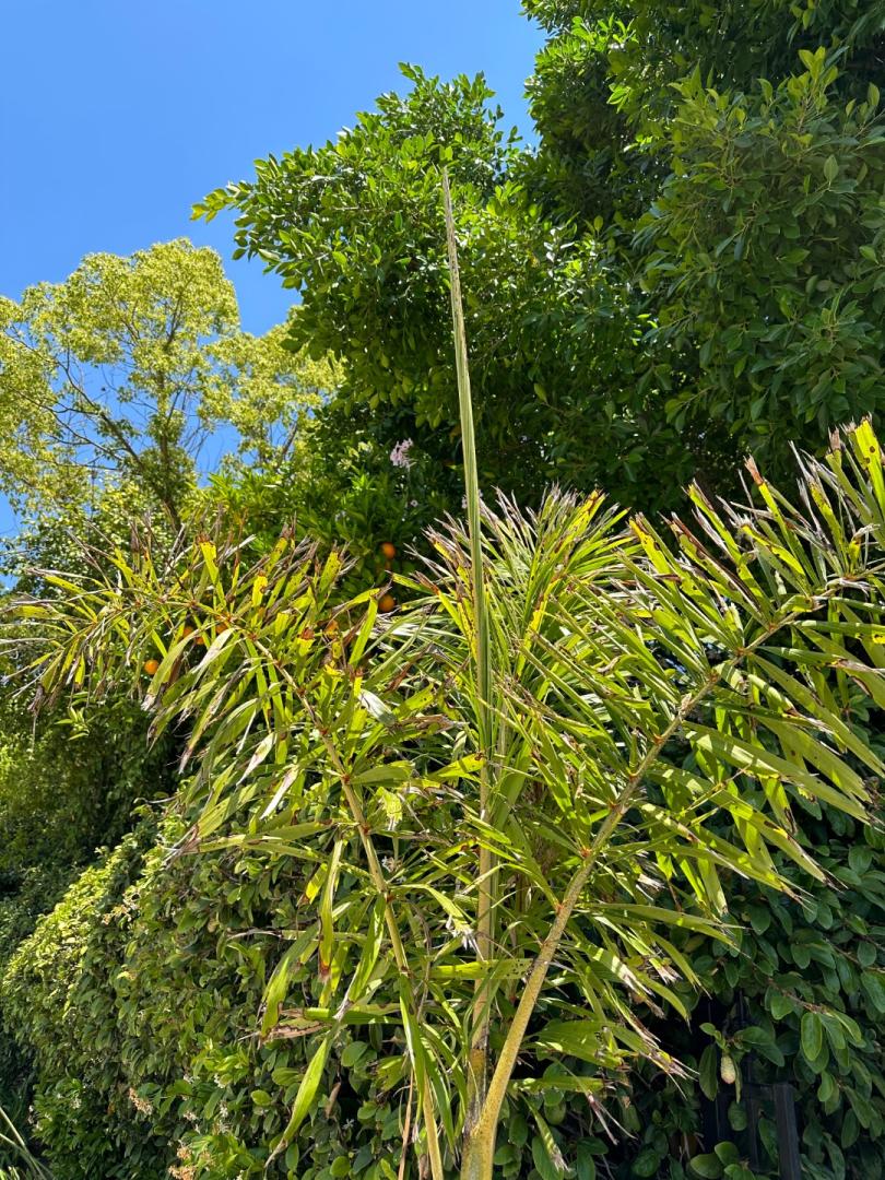 Foxtail frond not opening… DISCUSSING PALM TREES WORLDWIDE PalmTalk