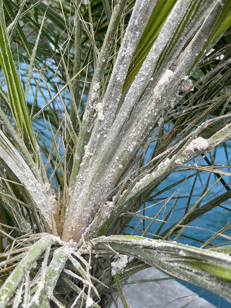Robellini Palm Diseases Picturesnull