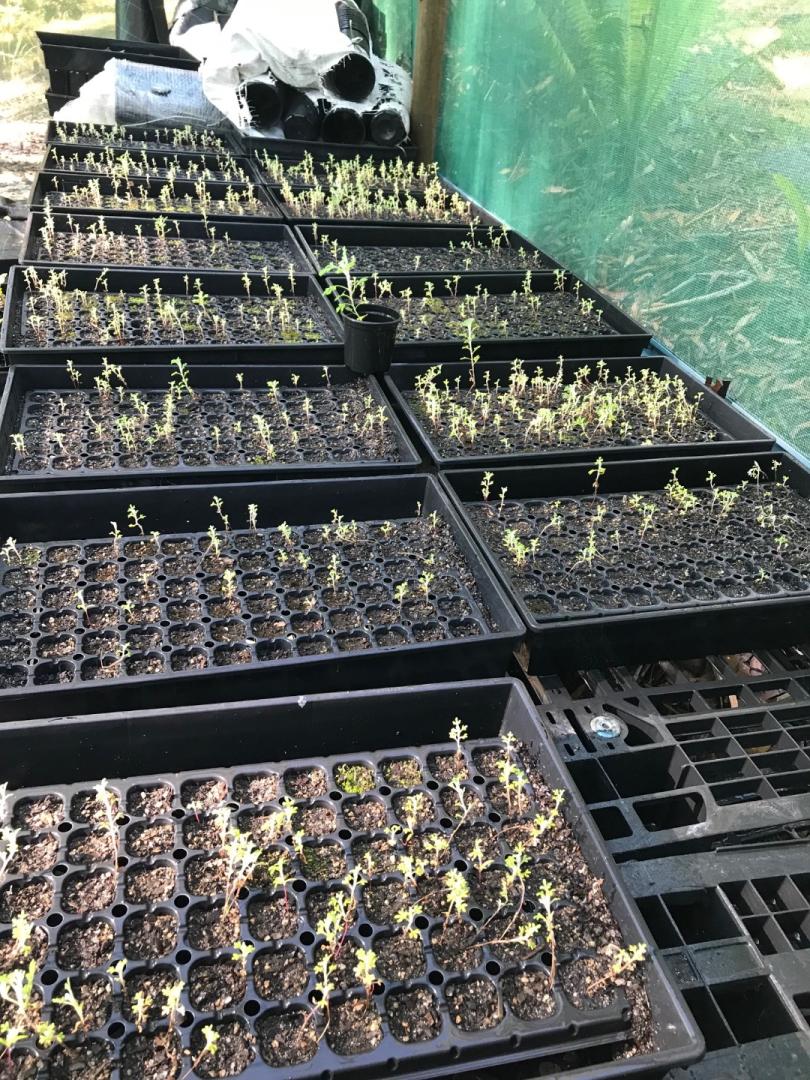 Growing Australian native flannel flowers TROPICAL LOOKING PLANTS