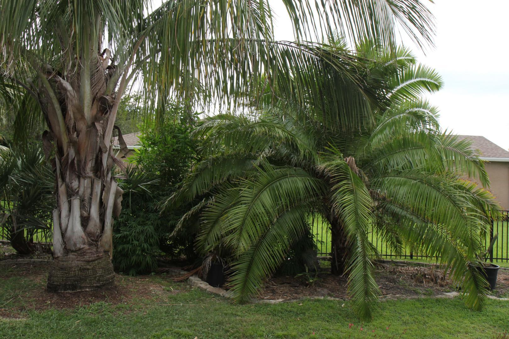 Coconut palm 9a/9b palm coast Florida and need advice on crowding