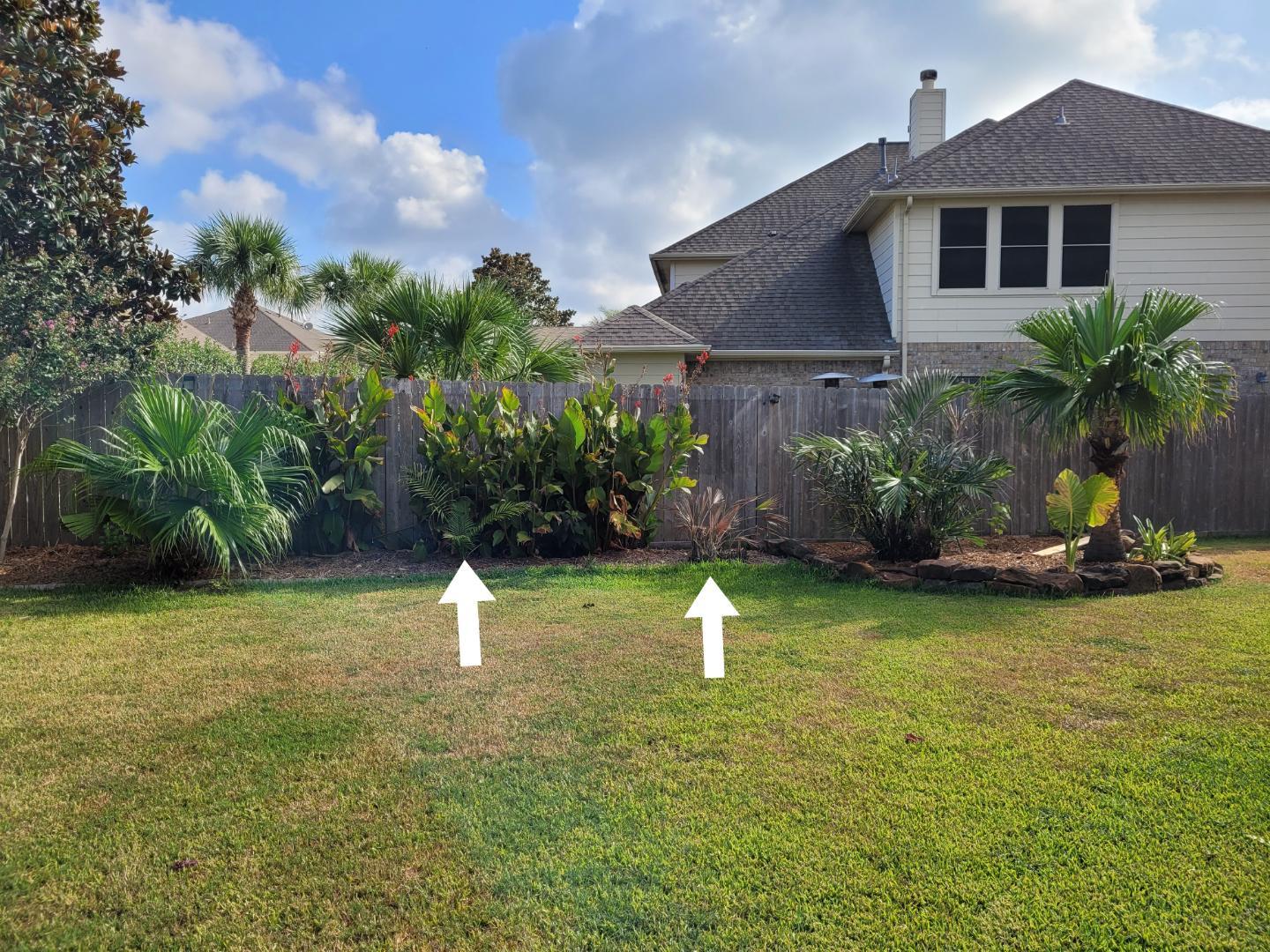 How wet can Nannorrhops and Uresana tolerate? COLD HARDY PALMS PalmTalk