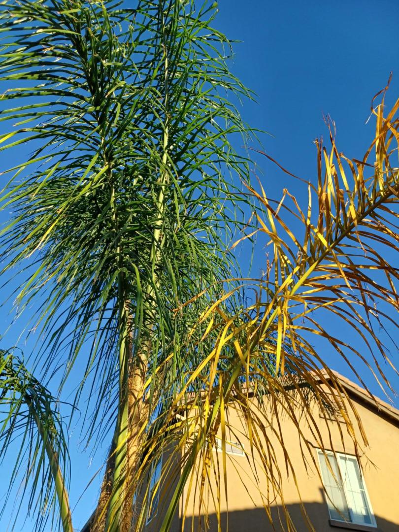 Queen palm yellowing. DISCUSSING PALM TREES WORLDWIDE PalmTalk