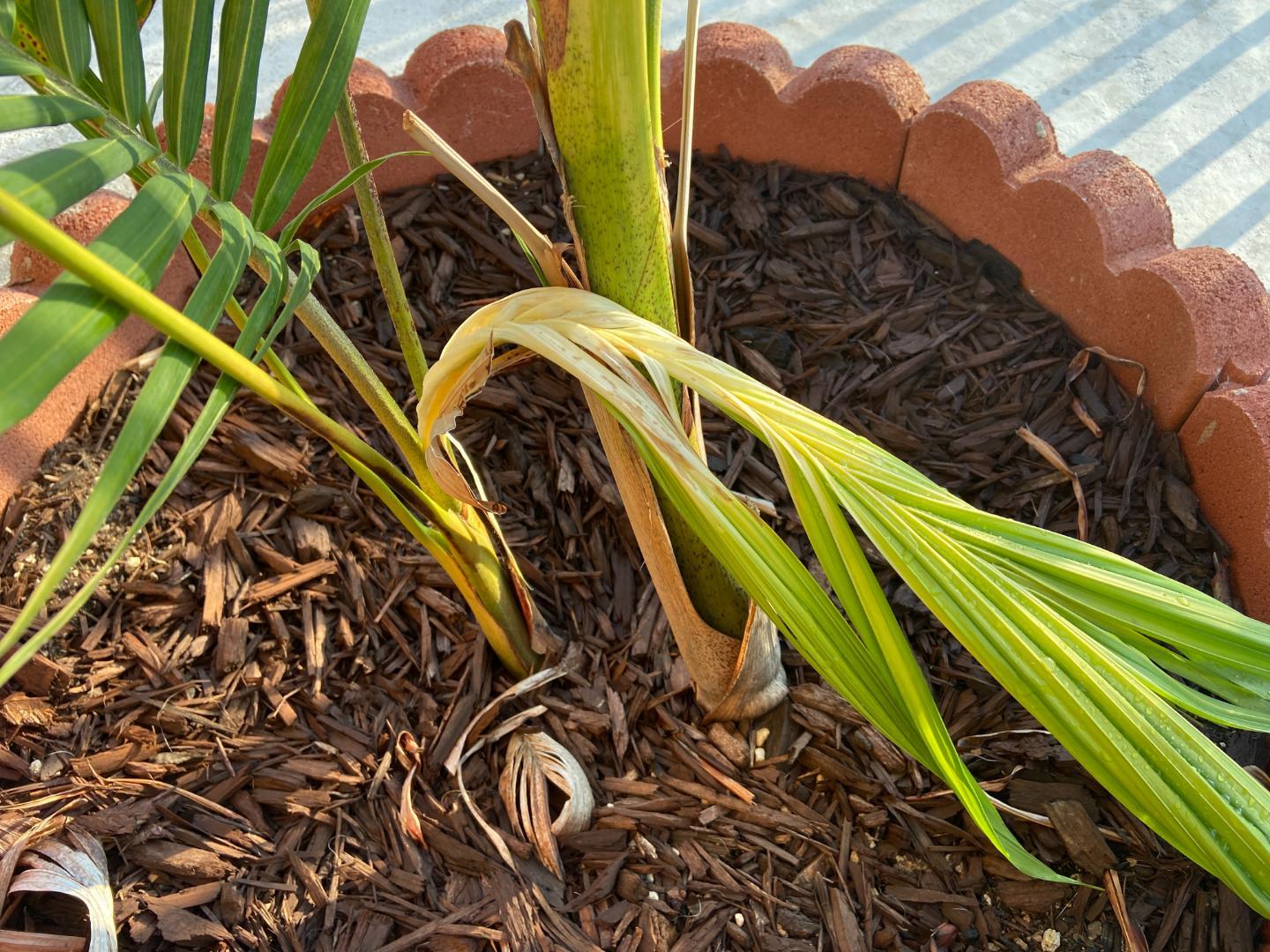 Droopy spear on King Palm DISCUSSING PALM TREES WORLDWIDE PalmTalk