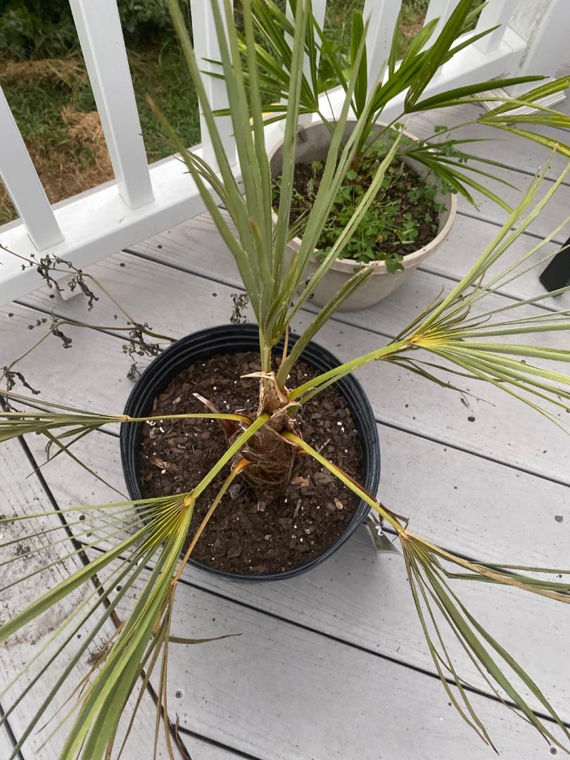 Windmills palm ( COLD HARDY PALMS PalmTalk