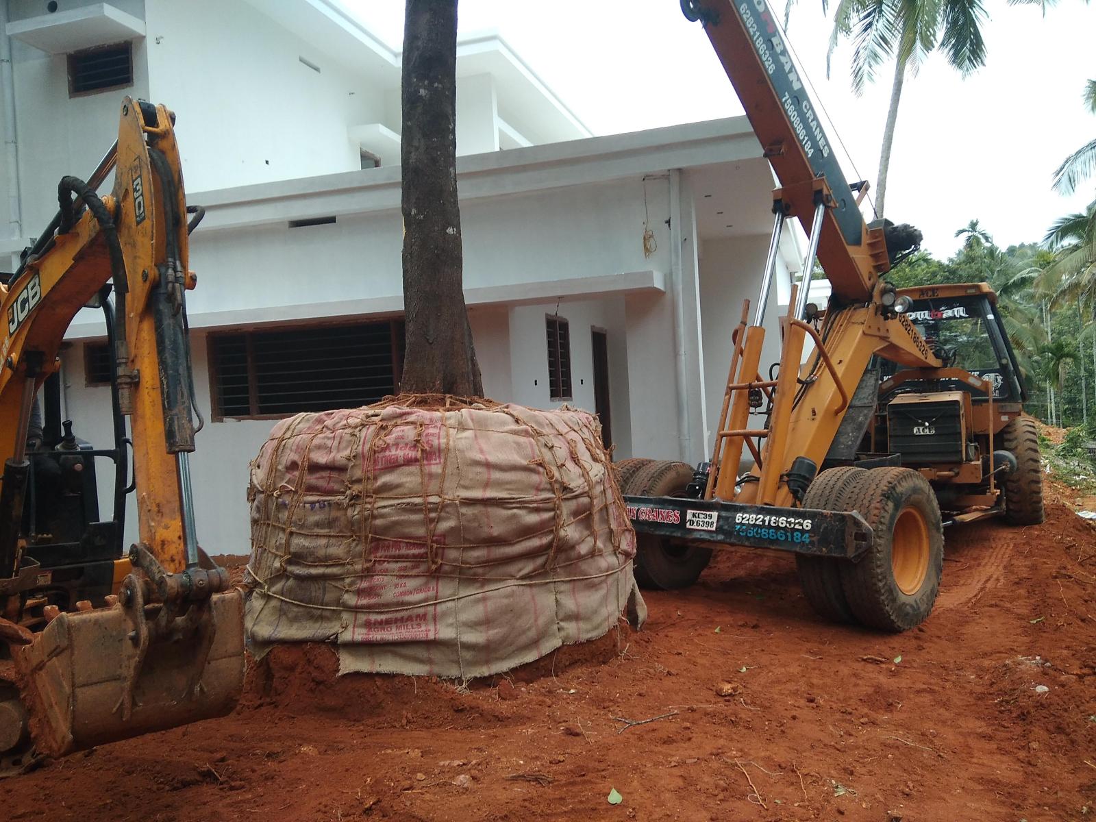 കുടംപുളി മരം പറിച്ചു നടൽ Tree transplantation / Tree relocation / Tree translocation / Tree burlapping service / Tree moving Tree shifting services in Malappuram Kerala India.