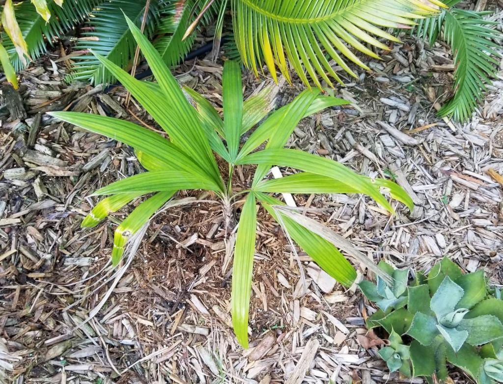 20230904_180354CryosophilaWarscewicziiplanted0623.thumb.jpg.2b7b17bfe8264ca4085318b69a0df8fa.jpg