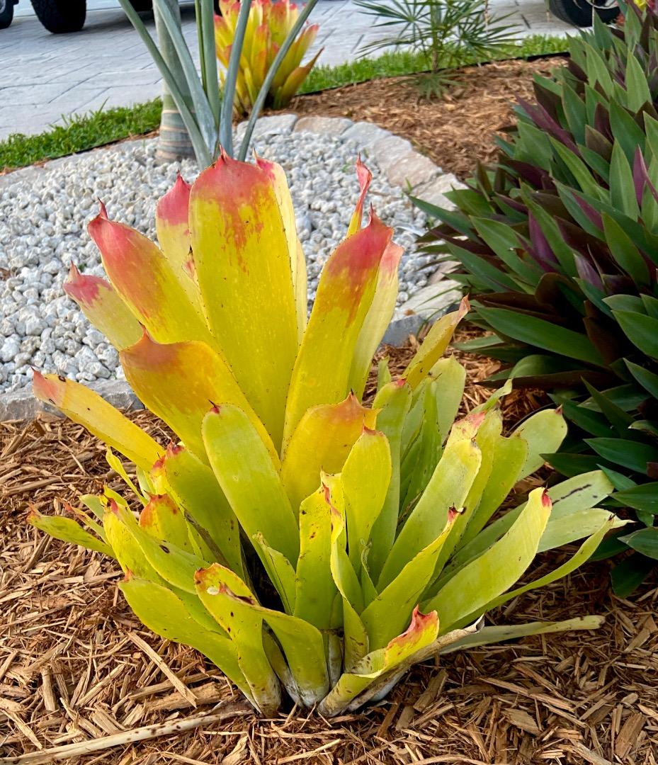 Bromeliad: Hohenbergia castellanosii - TROPICAL LOOKING
