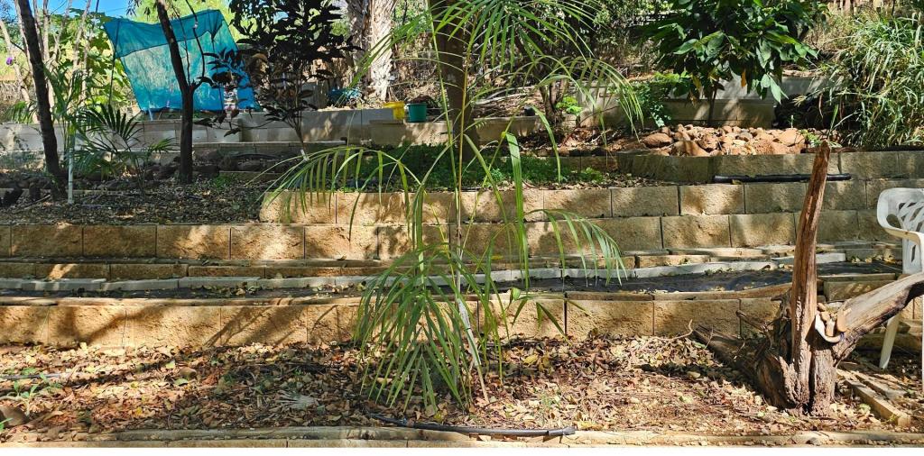 Dypsis saintelucei-20230714_0949390.jpg