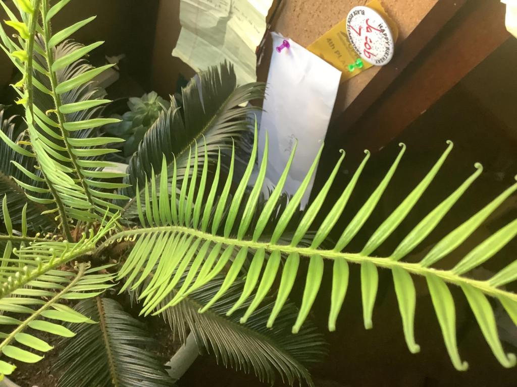 IMG_0025.jpeg