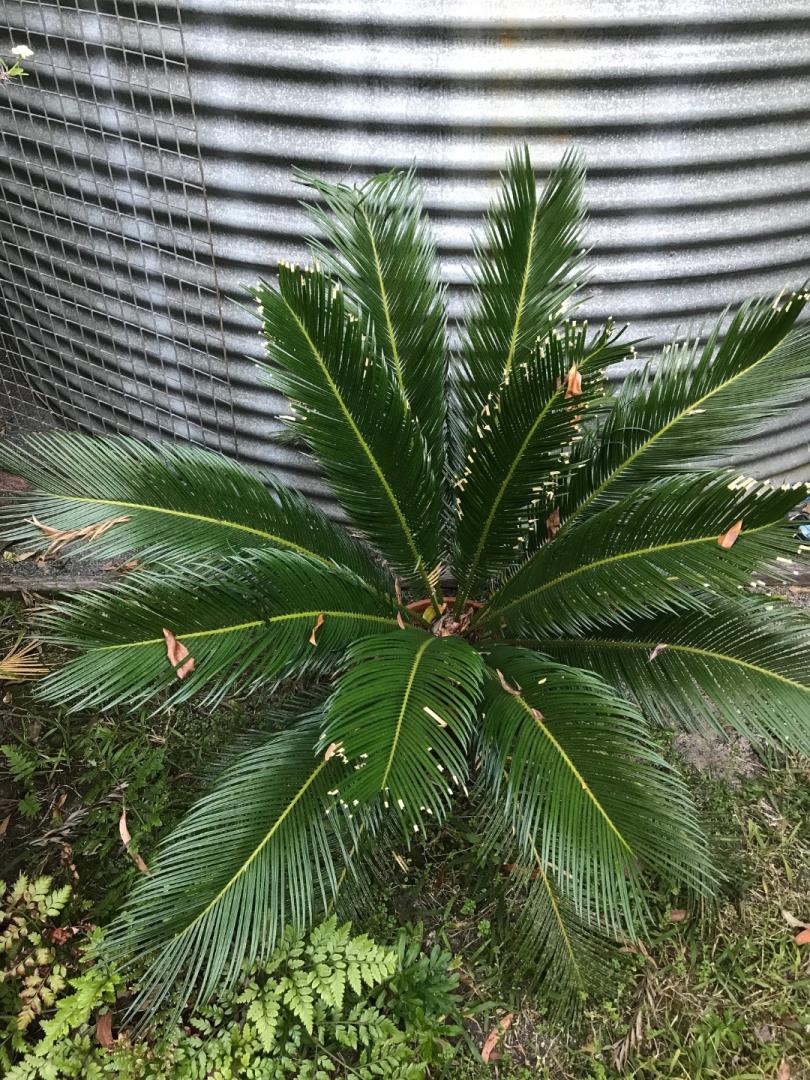 Cycas revoluta sotetsushowa desiflora - TROPICAL LOOKING PLANTS - Other