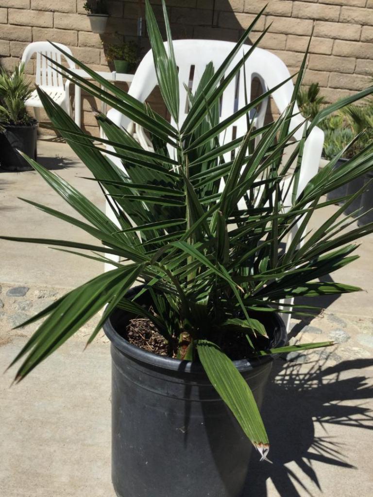 P.Reclinata-Canary19-12-2023.thumb.JPG.3638cab0a7355eed2e8447c6d92b0c6e.JPG