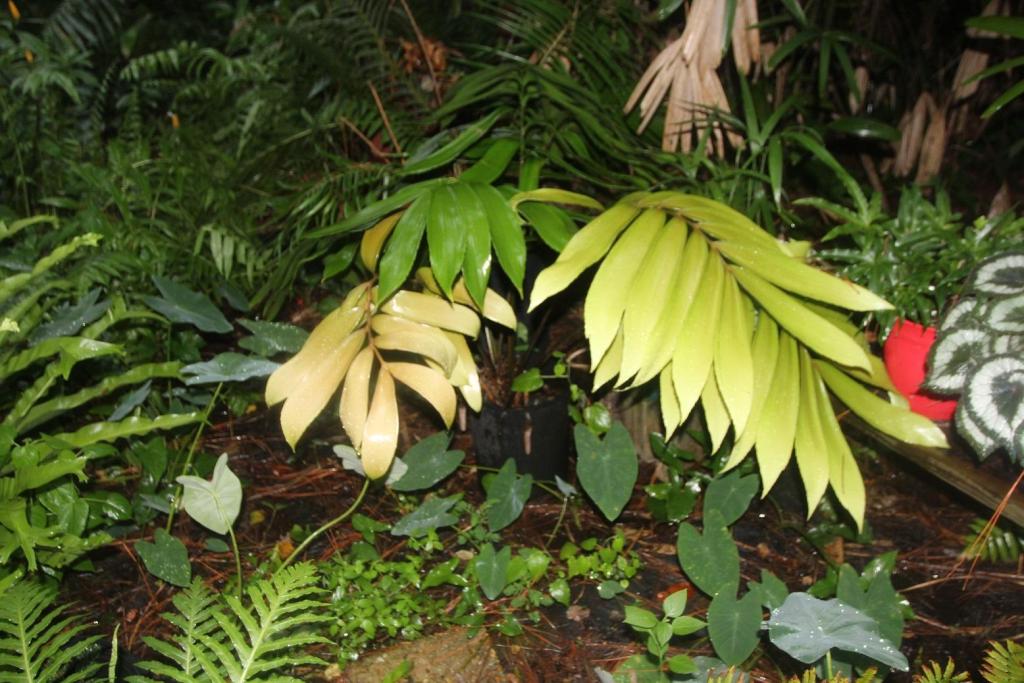 Zamia splendens.jpg