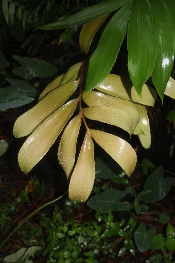 Zamia splendens2.jpg