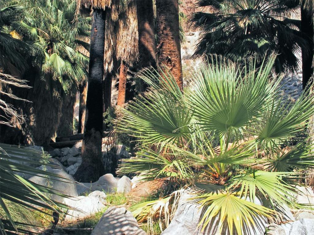 fortynine-palms5.jpg