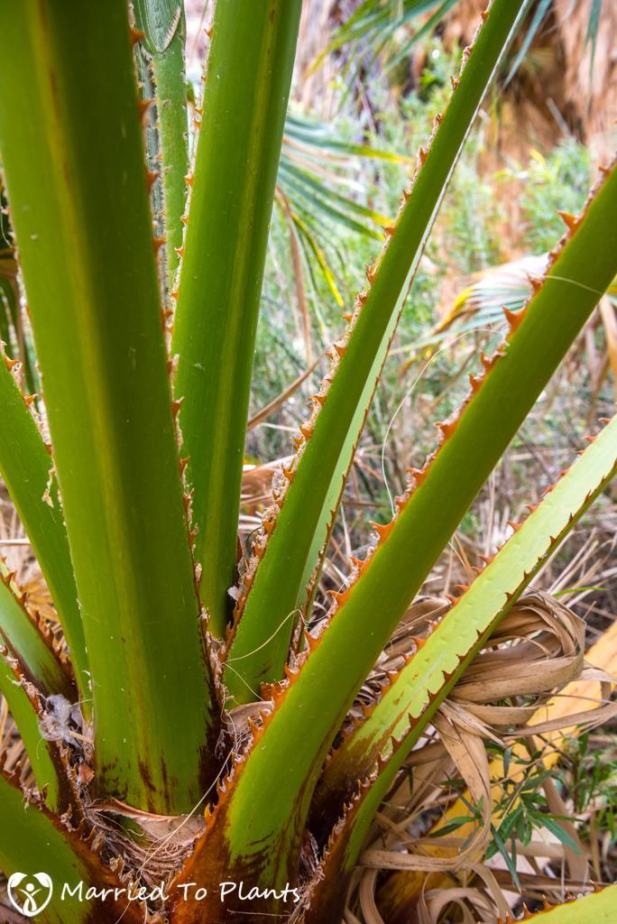 palm-canyon-washingtonia-filifera-petiole-detail.jpg.a45eadbc74d3537330e727612dcb1e32.jpg