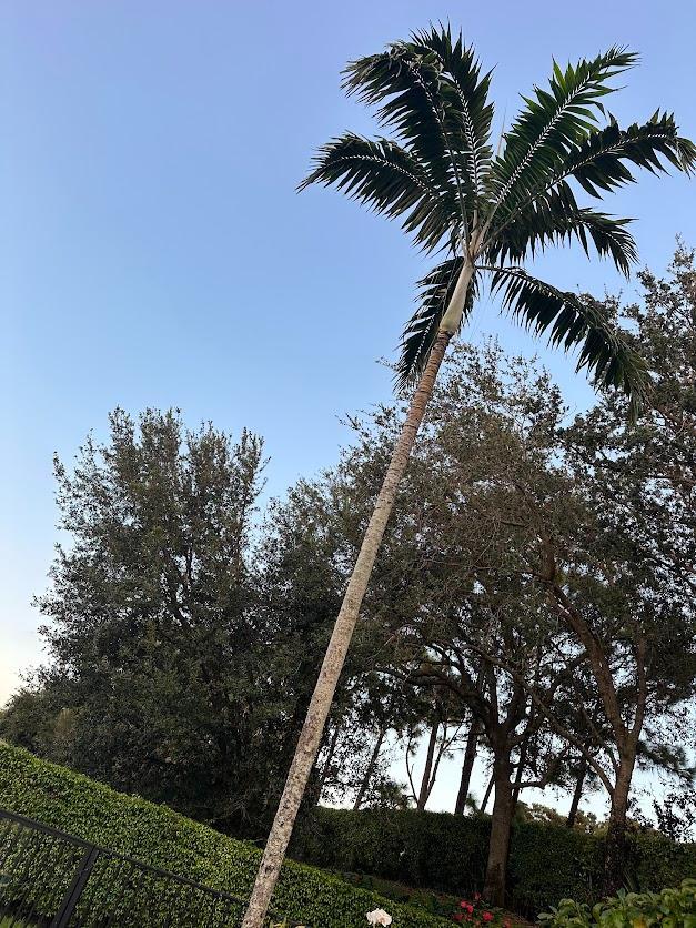 Palm tree diagnosis DISCUSSING PALM TREES WORLDWIDE PalmTalk