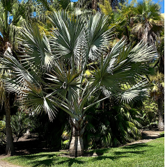 BISMARK PALM