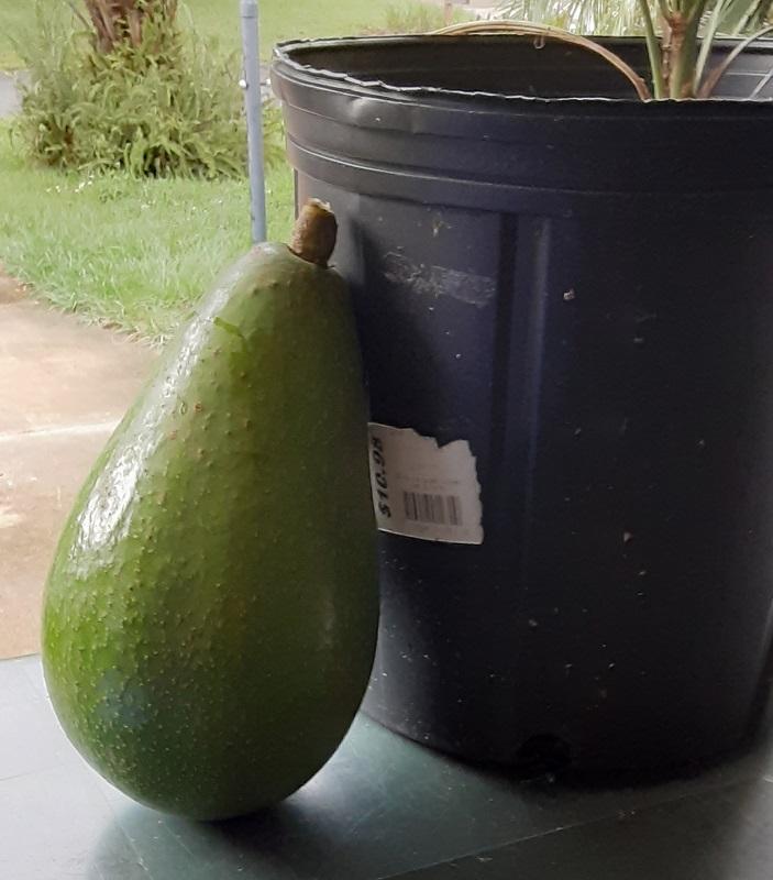 0011_Avocado.jpg.b1f180de16a9211aab84e997e5da7d2b.jpg