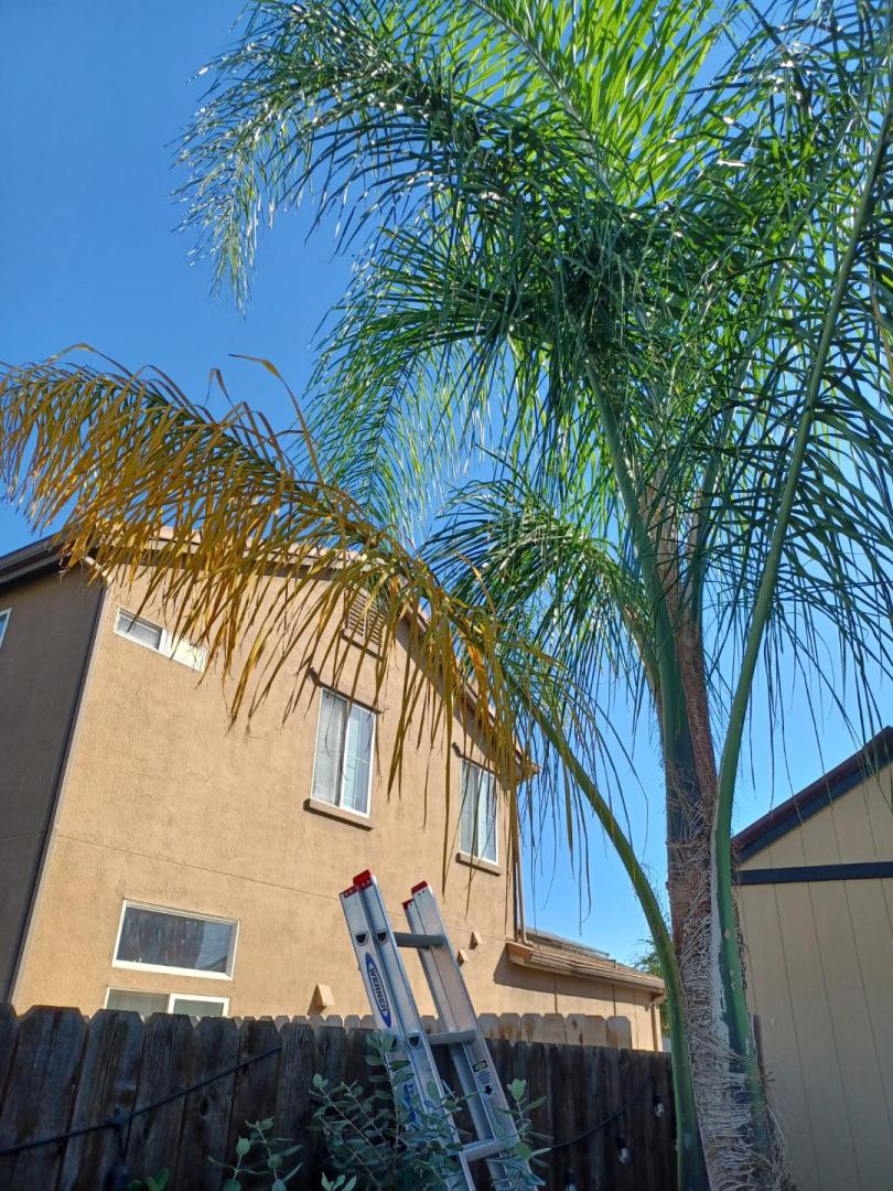 Queen palm yellowing. DISCUSSING PALM TREES WORLDWIDE PalmTalk