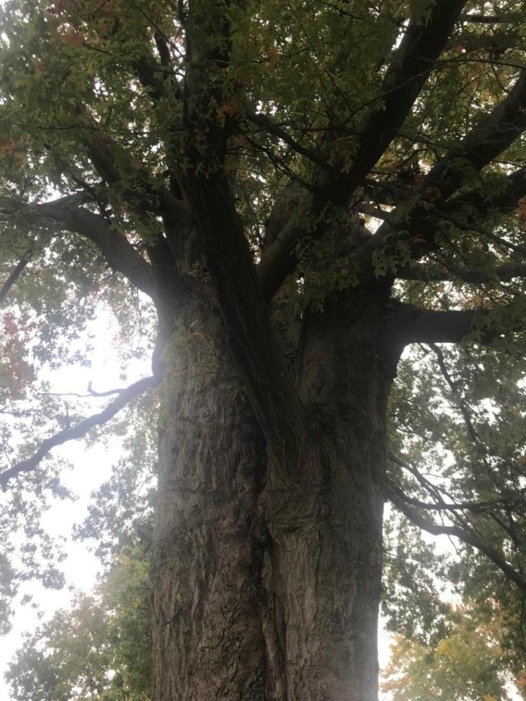 IMG_3326.thumb.jpeg.b4124d129946be48e4a50a0af9ef7b68.jpeg