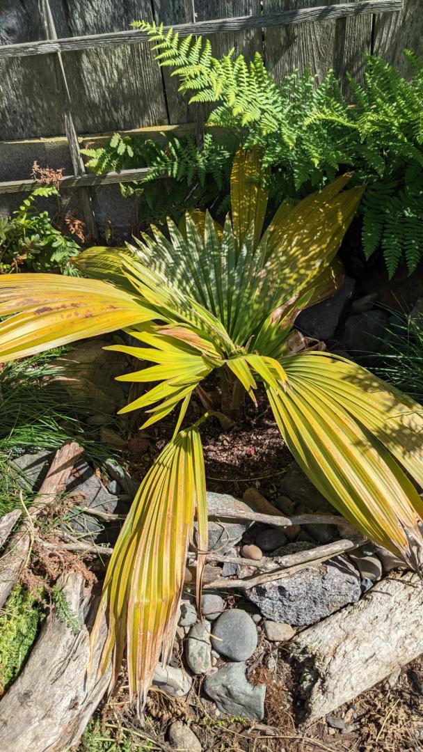 Soggy Pritchardia... or what...?