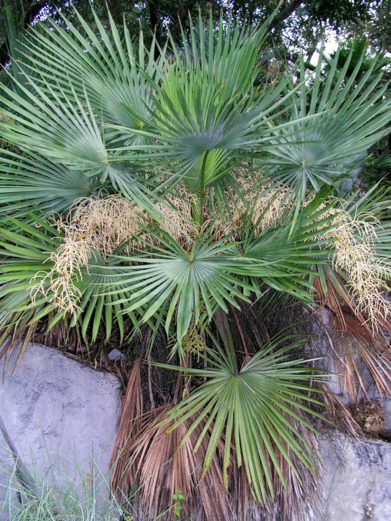 berlandieri on rock.JPG