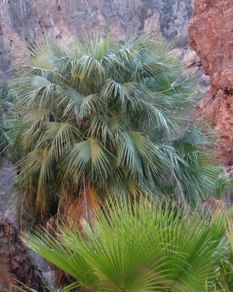 brahea elegans.jpg