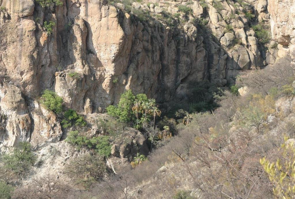 brahea nitida oasis.jpg