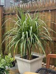 Ponytail Palm 2.0 100423.jpeg