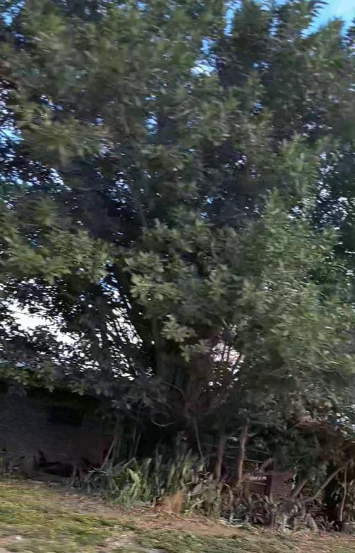 1002_Ficus_middle_2.jpg.ee388a3a1b3976e0309603ec5b7b6306.jpg