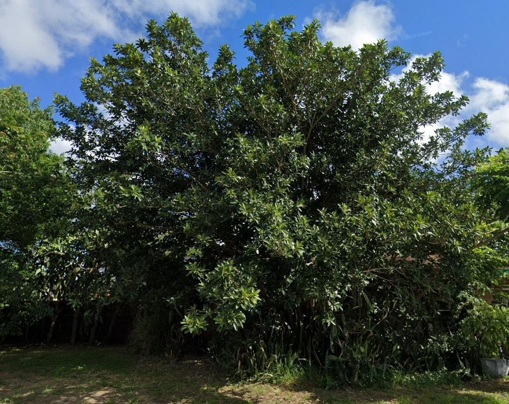 1003_Ficus_GoogleMaps_May2022.jpg.c73bb2263a80c4a4ed196b1f56c83dee.jpg