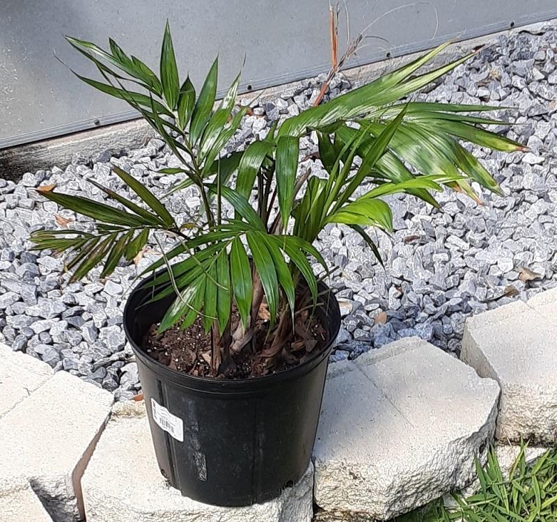 20211002_Chrysalidocarpus_lanceolata.jpg.c699a776747eddecdf54748b47f79f30.jpg