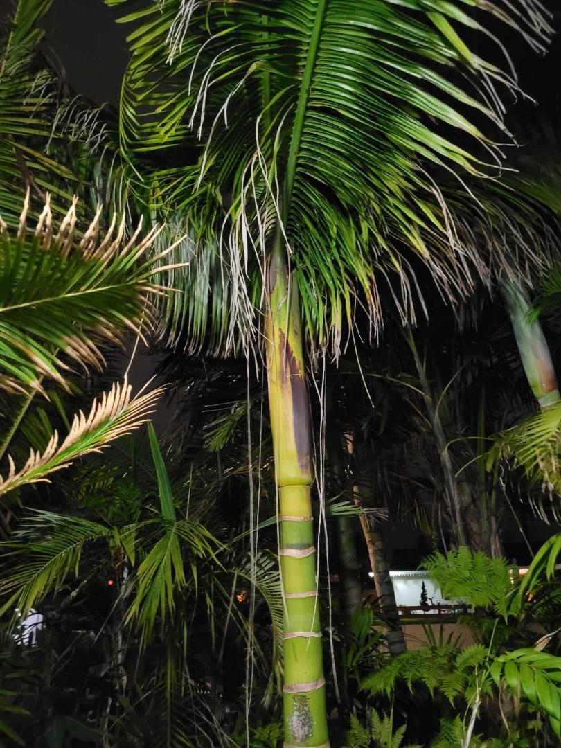 John Dransfield has identified 'Orange Crush' DISCUSSING PALM TREES