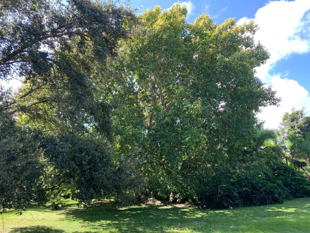 Ficus altissima.JPG