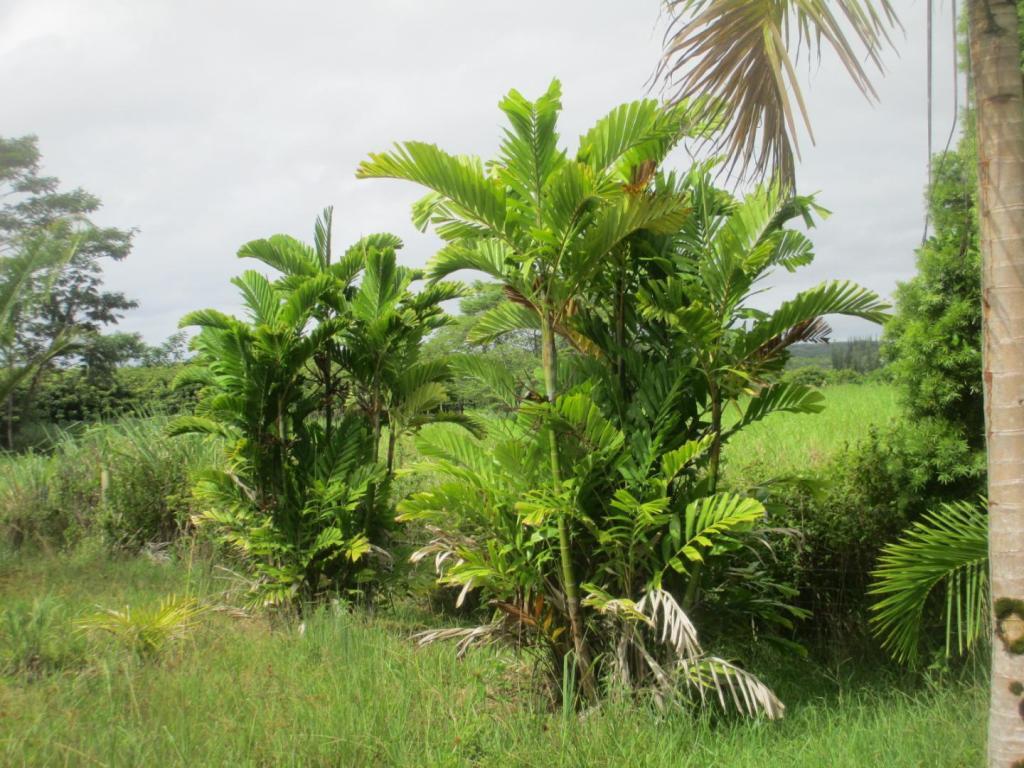 Lauterbachii or Schefferi DISCUSSING PALM TREES WORLDWIDE PalmTalk