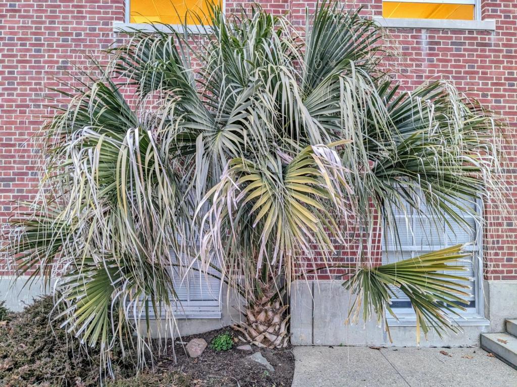 Sabal palmetto Bridgeport 2023 unwrapped.JPG