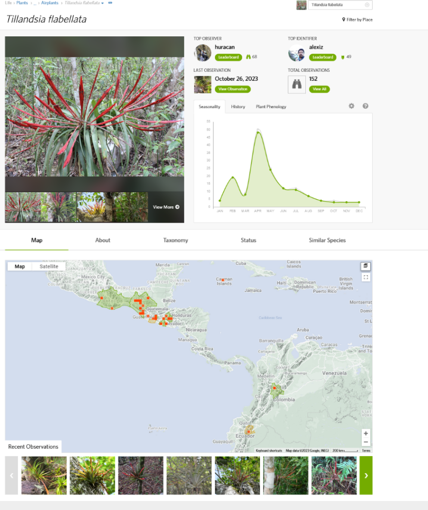Screenshot2023-12-16at15-15-13Thompson39sYucca(Yuccathompsoniana).thumb.png.70732763c6e6e0c87635f12079704908.png