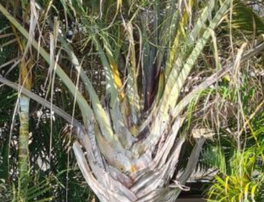 Triangle Palm Tree [NEED HELP please..] DISCUSSING PALM TREES