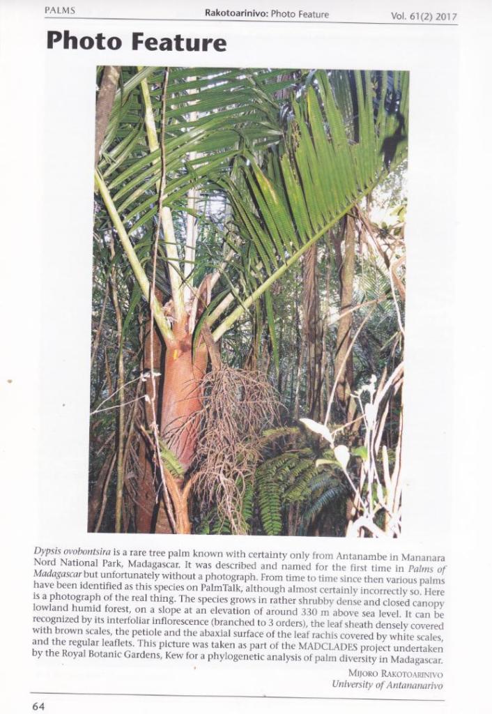 ovobontsira_habit_Joro.thumb.jpg.eaf0a934751520b4add1915b598f750a.jpg