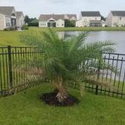 Pee Dee Palms