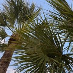 NC_Palms