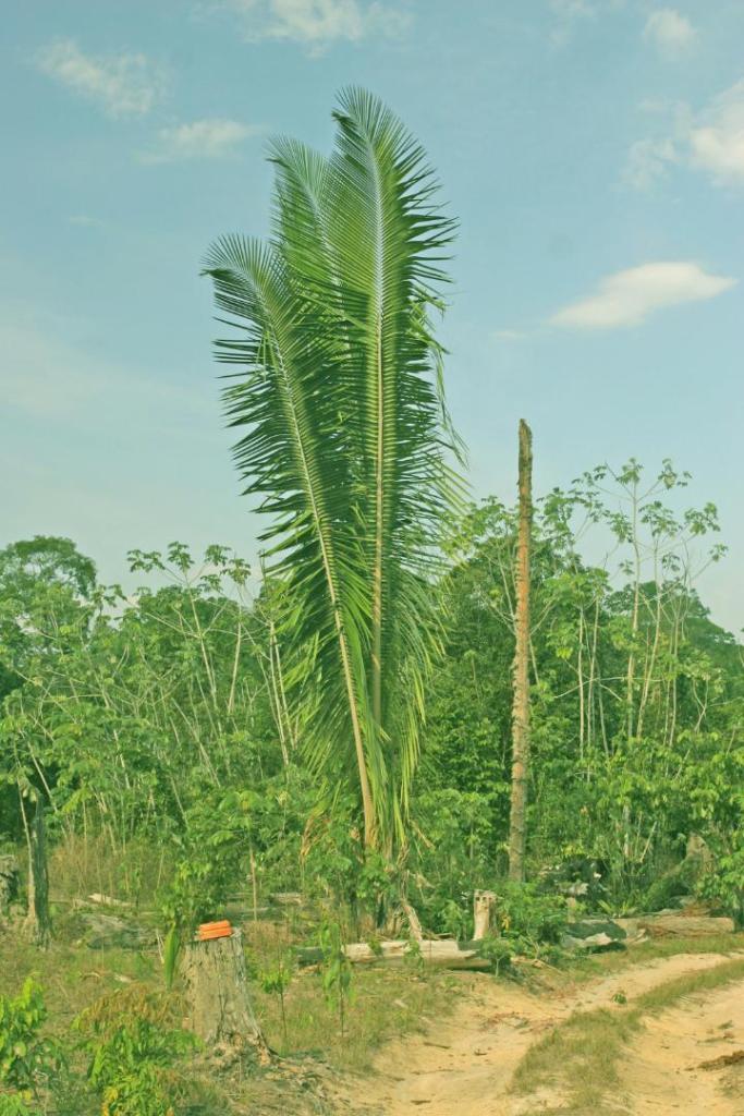 Aspeciosa1.jpg