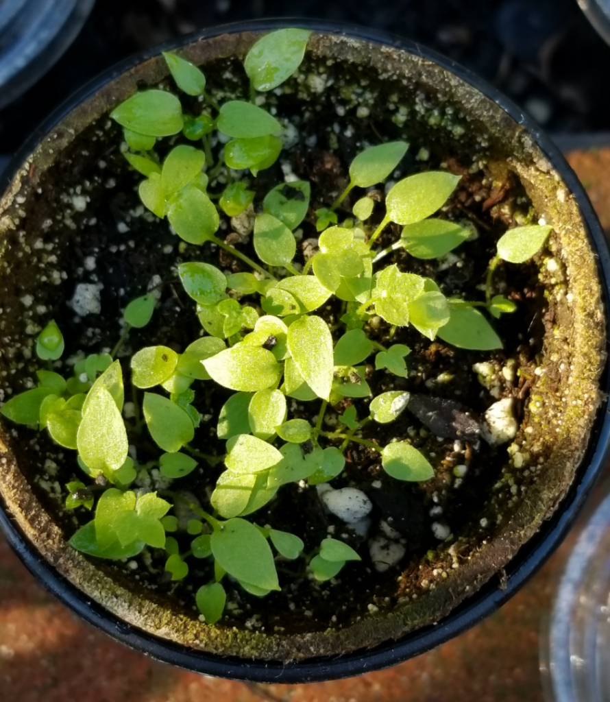 DelphiniumCardinaleSeedlings.png