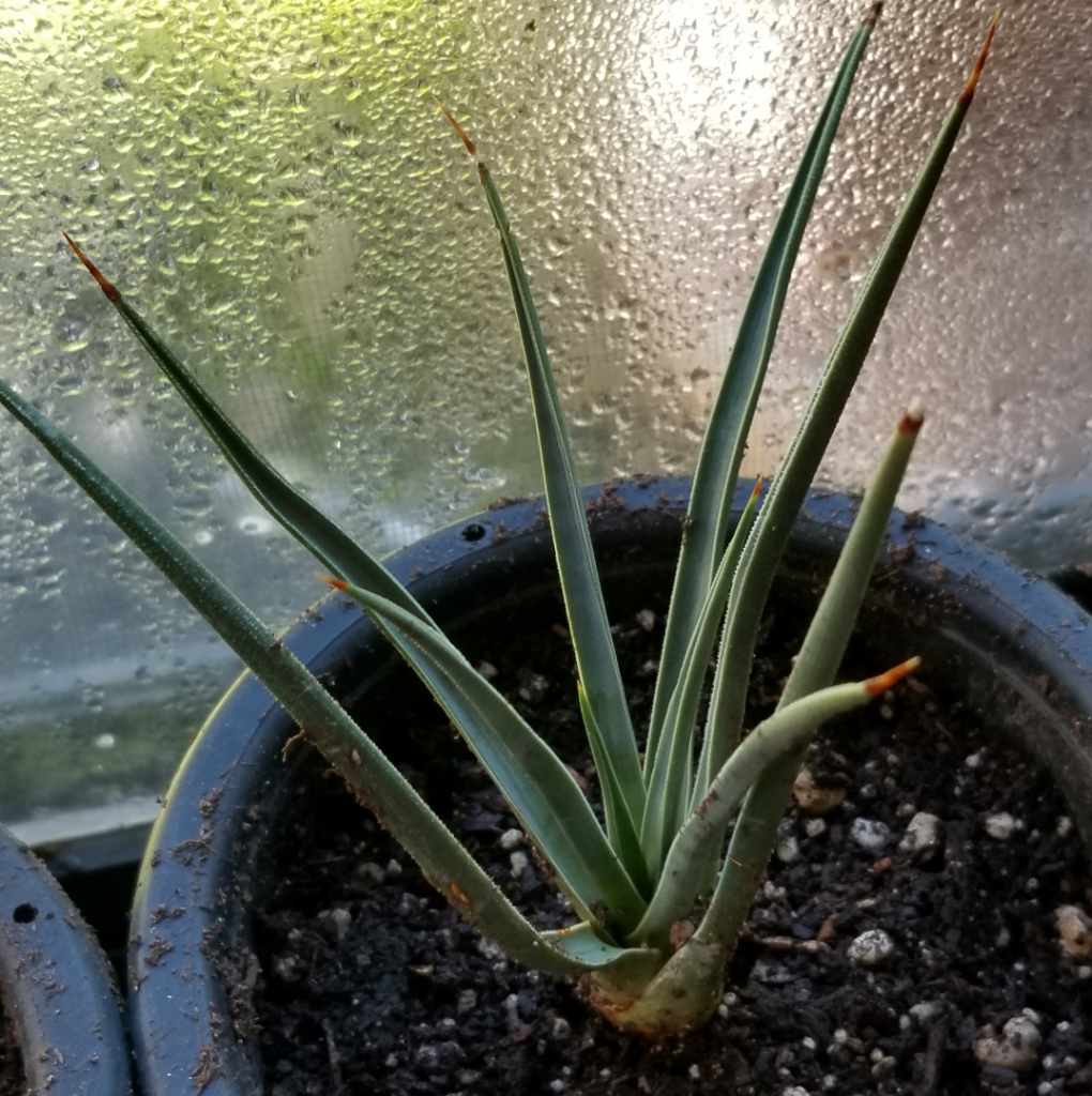 Dwarf Yucca brevifolia var. jaegeriana 'Blue'.png